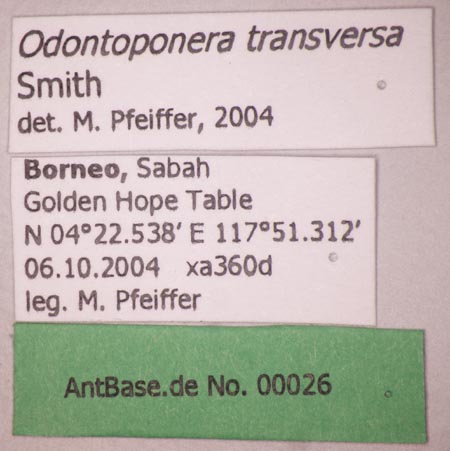 Foto Odontoponera transversa Smith, 1857 Label