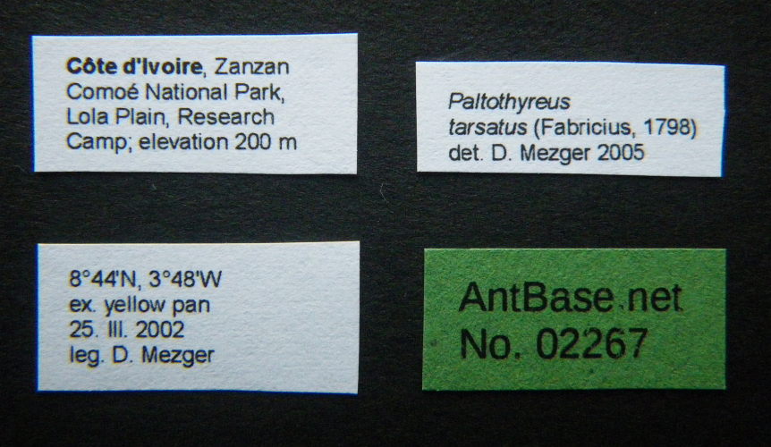 Paltothyreus tarsatus (Fabricius, 1798) Label
