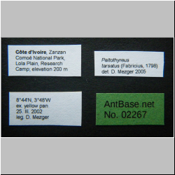 Paltothyreus tarsatus (Fabricius, 1798) Label