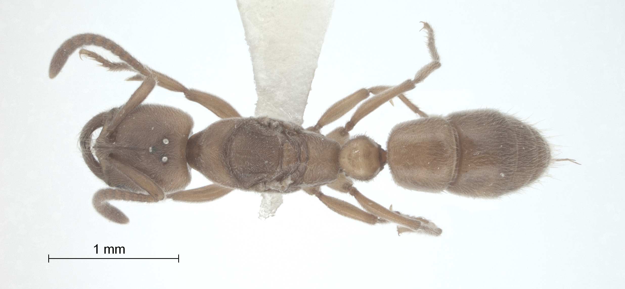 Foto Parvaponera darwinii (Forel, 1893) dorsal