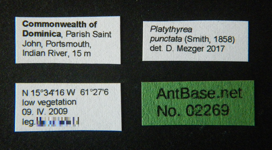 Platythyrea punctata (Smith), 1858 Label