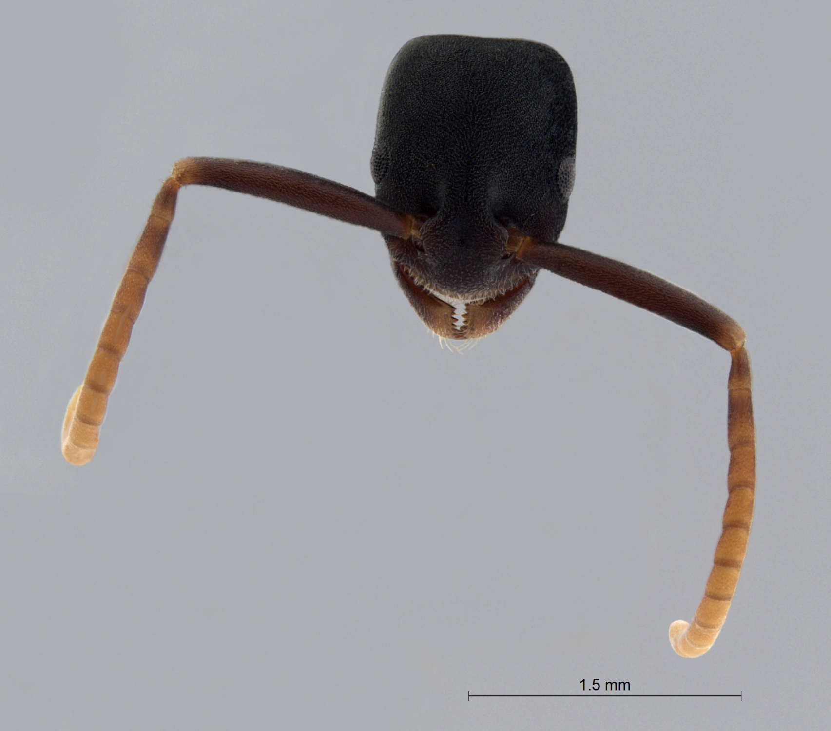 Foto Platythyrea quadridenta Donisthorpe, 1941 frontal