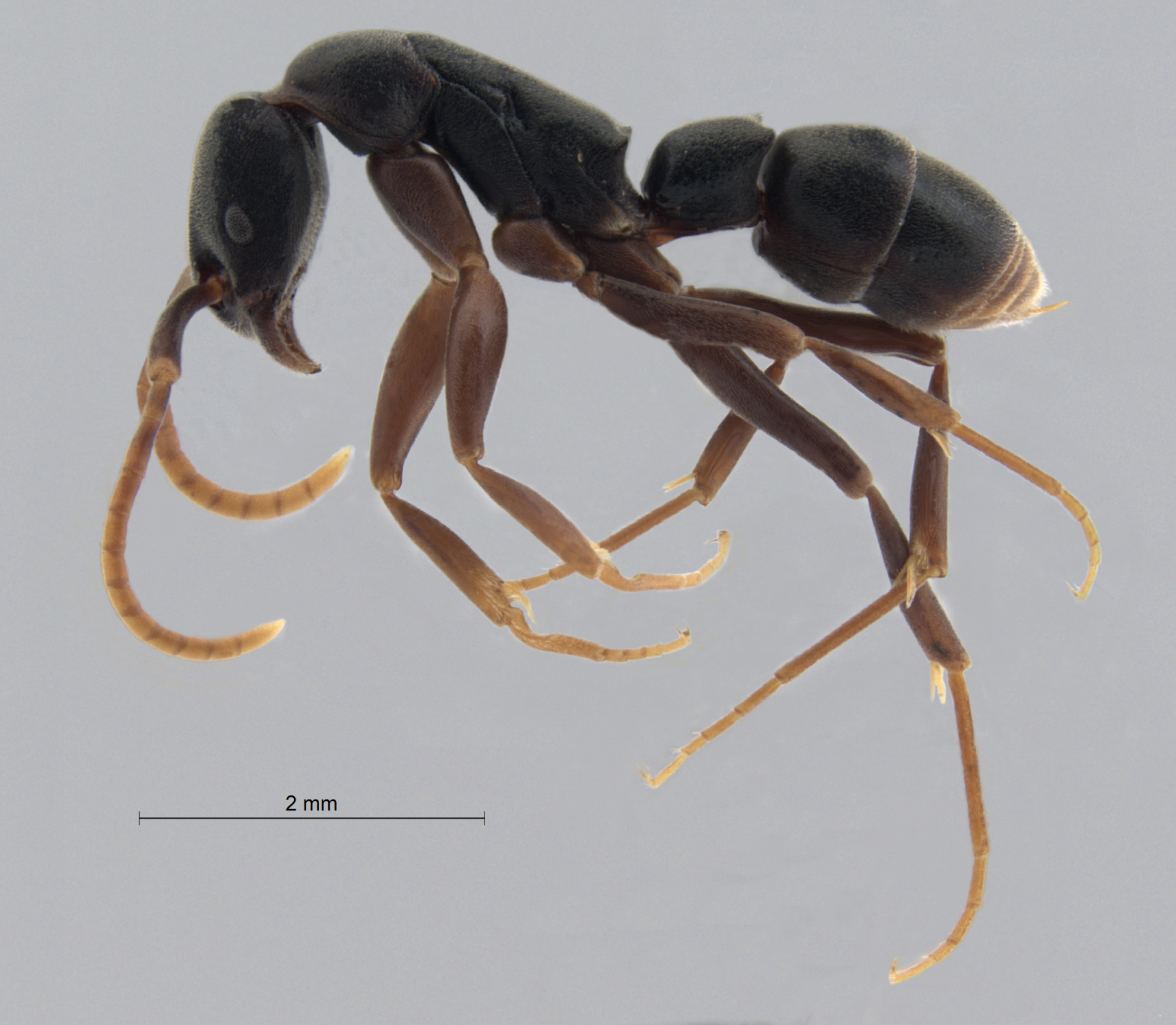 Foto Platythyrea quadridenta Donisthorpe, 1941 lateral