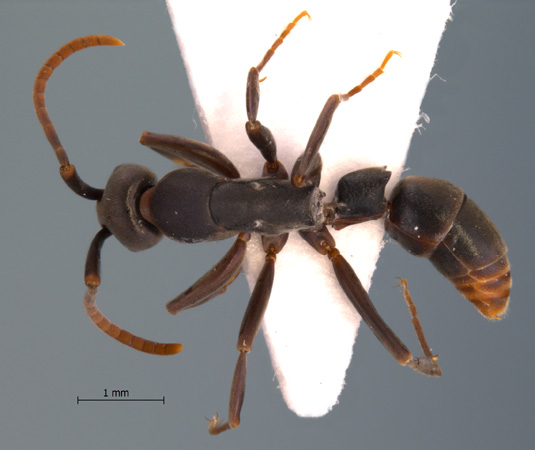 Platythyrea sp. 3 dorsal