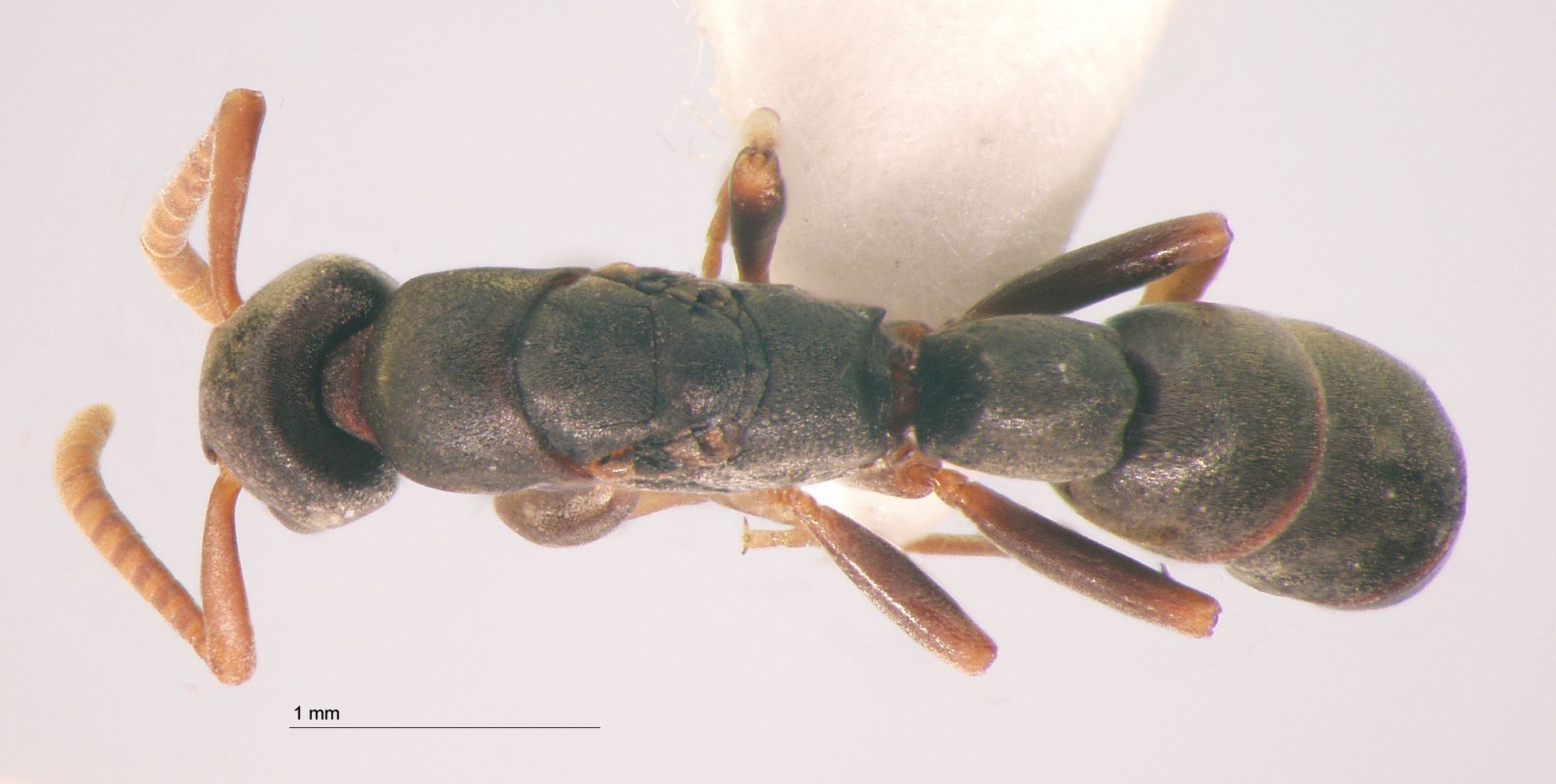 Foto Platythyrea sp. 4 dorsal