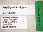 Platythyrea sp. 4 Label