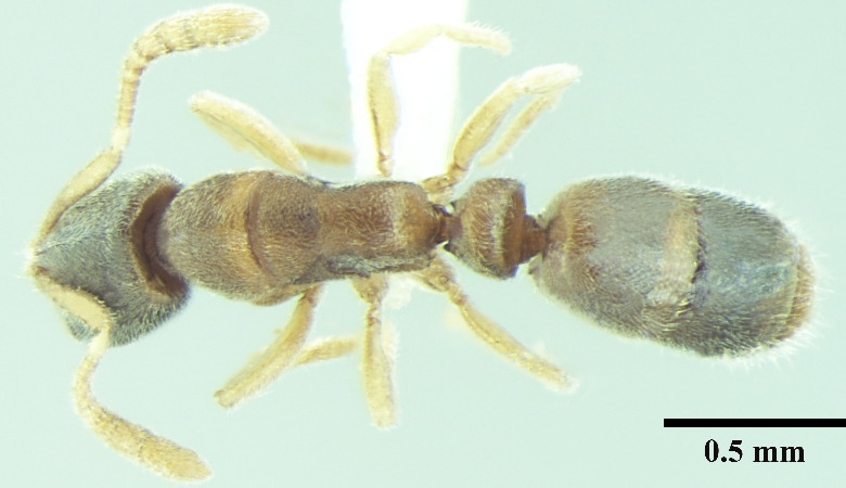 Ponera indica Bharti & Wachkoo, 2012 dorsal