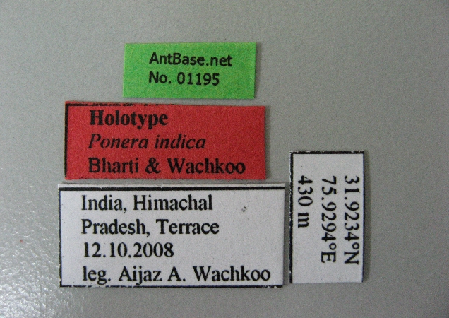 Foto Ponera indica Bharti & Wachkoo, 2012 Label