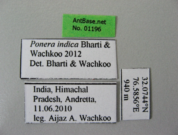 Foto Ponera indica Bharti & Wachkoo, 2012 Label