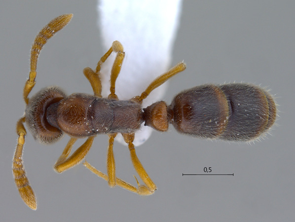 Ponera sp. dorsal