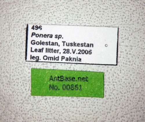 Ponera sp. Label