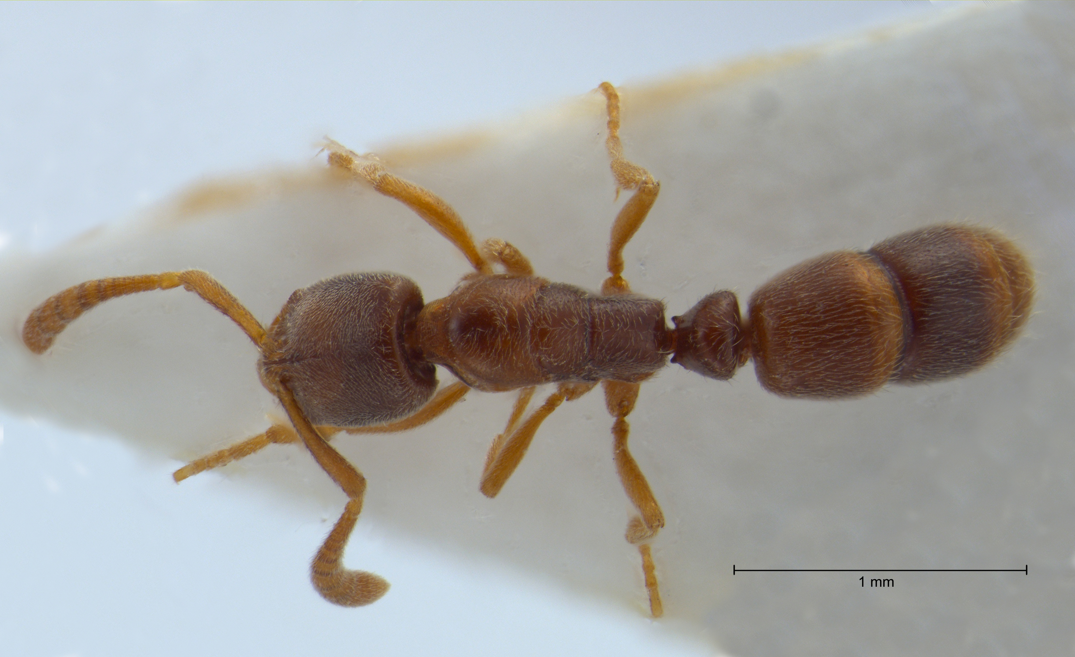 Foto Ponera testacea Emery, 1895 dorsal