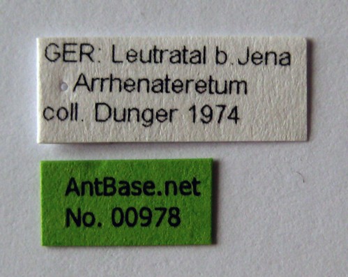 Ponera testacea Emery, 1895 Label