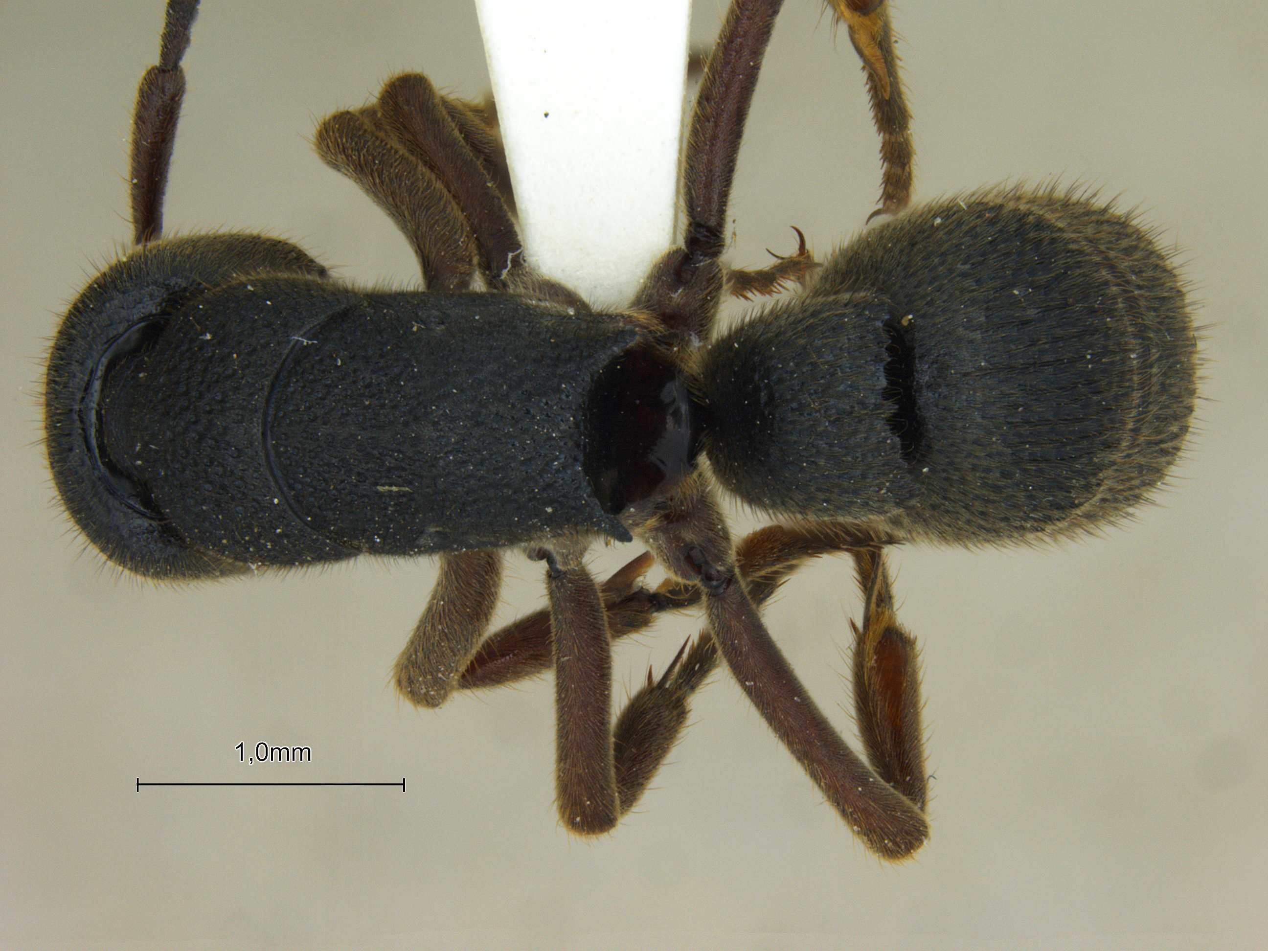 Foto Pseudoneoponera bispinosa Smith, 1858 dorsal