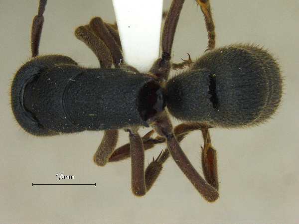 Pseudoneoponera bispinosa Smith, 1858 dorsal