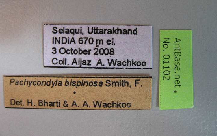 Foto Pseudoneoponera bispinosa Smith, 1858 Label