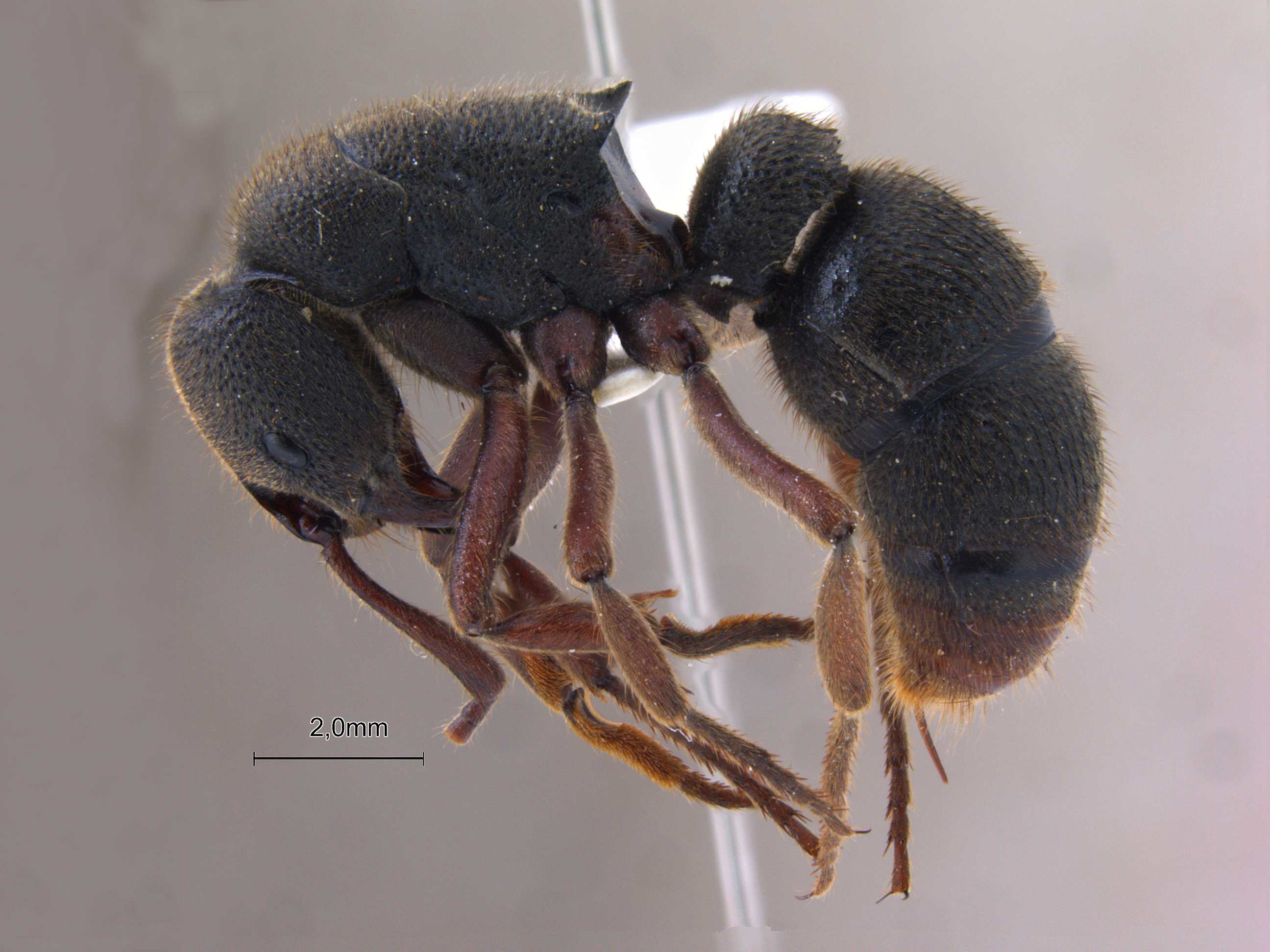 Foto Pseudoneoponera bispinosa Smith, 1858 lateral