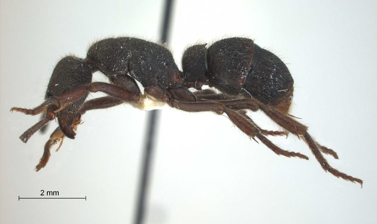 Pseudoneoponera insularis (Emery, 1889) lateral