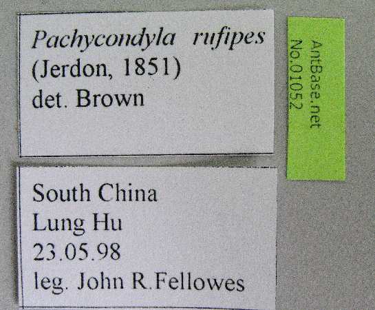 Foto Pseudoneoponera rufipes Jerdon, 1851 Label