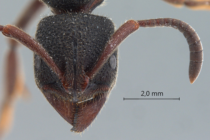 Pseudoneoponera tridentata (Smith,1858) frontal