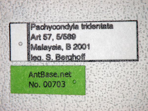 Foto Pseudoneoponera tridentata (Smith,1858) Label