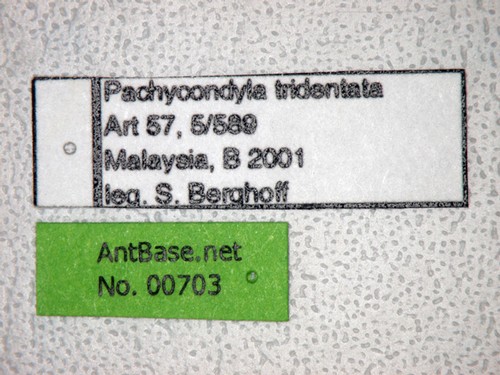 Pseudoneoponera tridentata (Smith,1858) Label