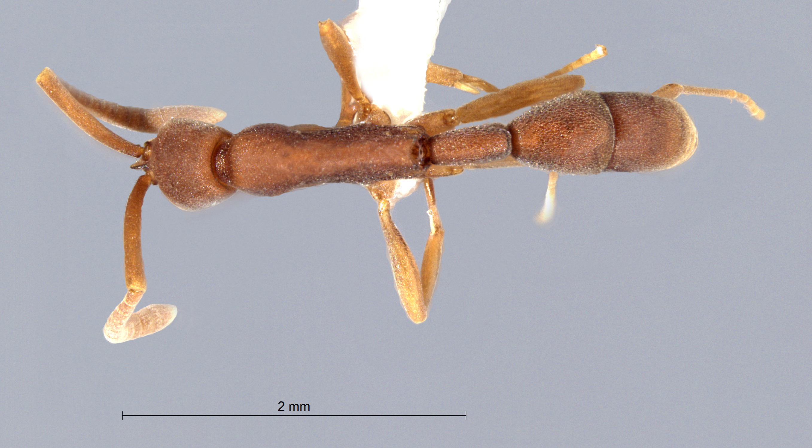 Foto Probolomyrmex longiscapus Xu & Zeng, 2000 dorsal