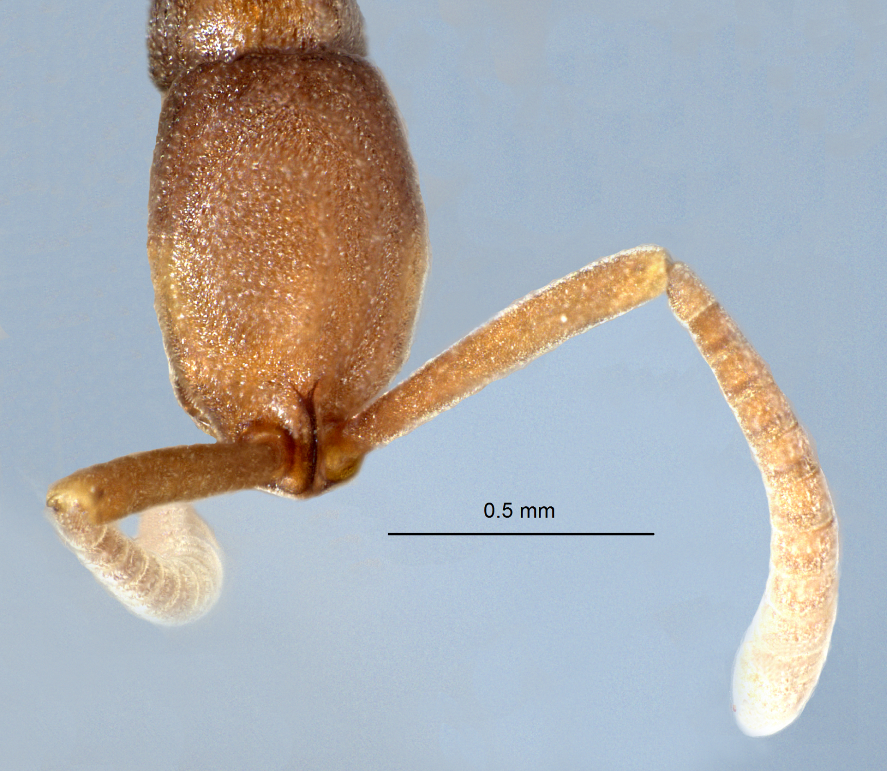 Foto Probolomyrmex longiscapus Xu & Zeng, 2000 frontal