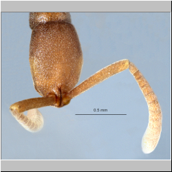 Probolomyrmex longiscapus Xu & Zeng, 2000 frontal