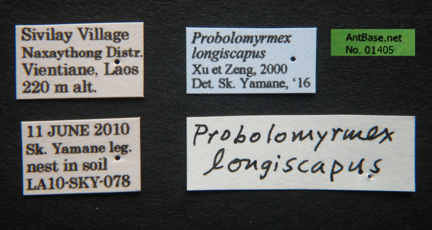 Probolomyrmex longiscapus Xu & Zeng, 2000 Label
