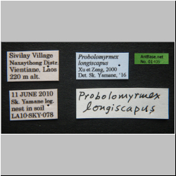 Probolomyrmex longiscapus Xu & Zeng, 2000 Label