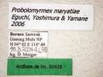 Probolomyrmex maryatiae Eguchi, Yoshimura & Yamane, 2006 Label