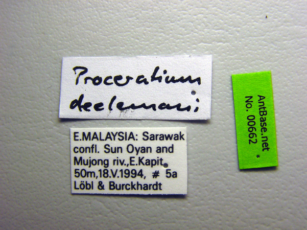 Foto Proceratium deelemani Perrault, 1981 Label