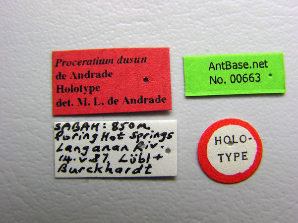 Foto Proceratium dusun De Andrade, 2003 Label