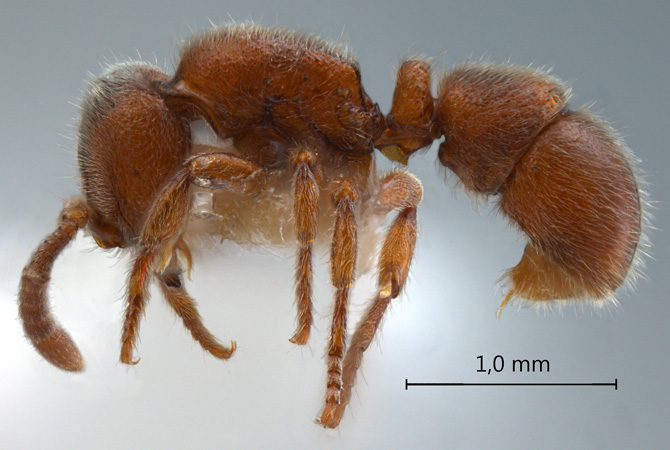 Proceratium dusun De Andrade, 2003 lateral