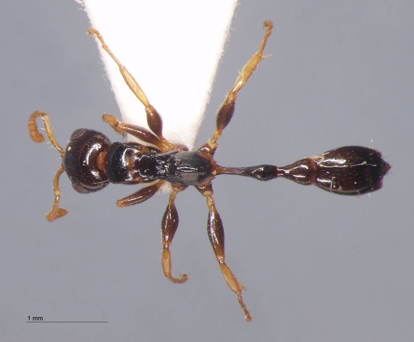 Foto Tetraponera allaborans Walker, 1859 dorsal