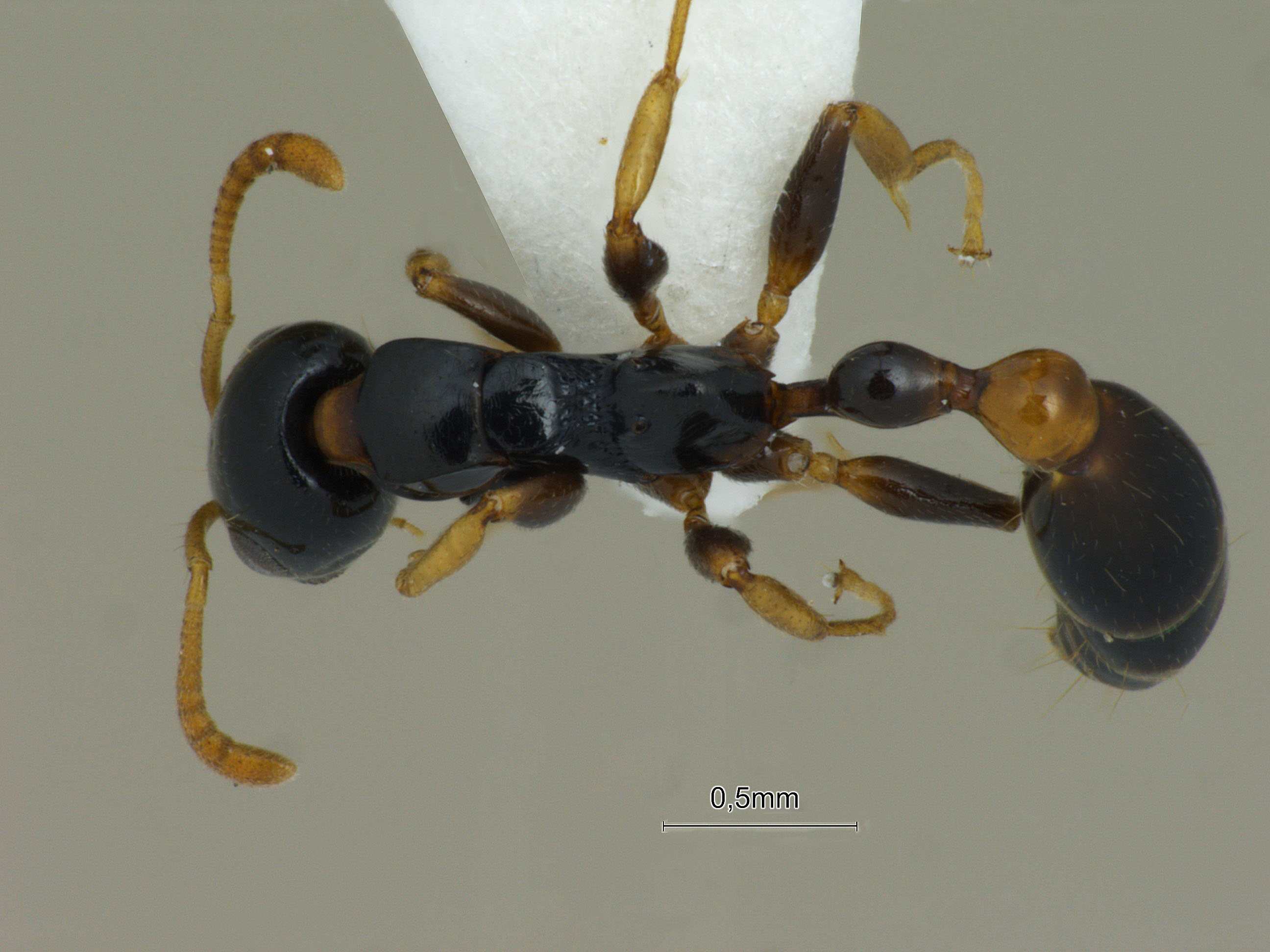 Foto Tetraponera allaborans Walker, 1859 dorsal