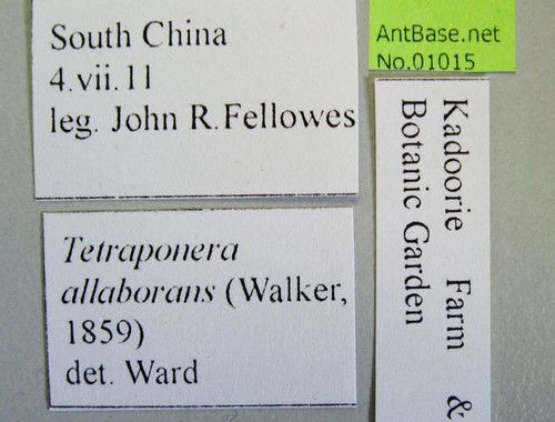 Tetraponera allaborans Walker, 1859 Label