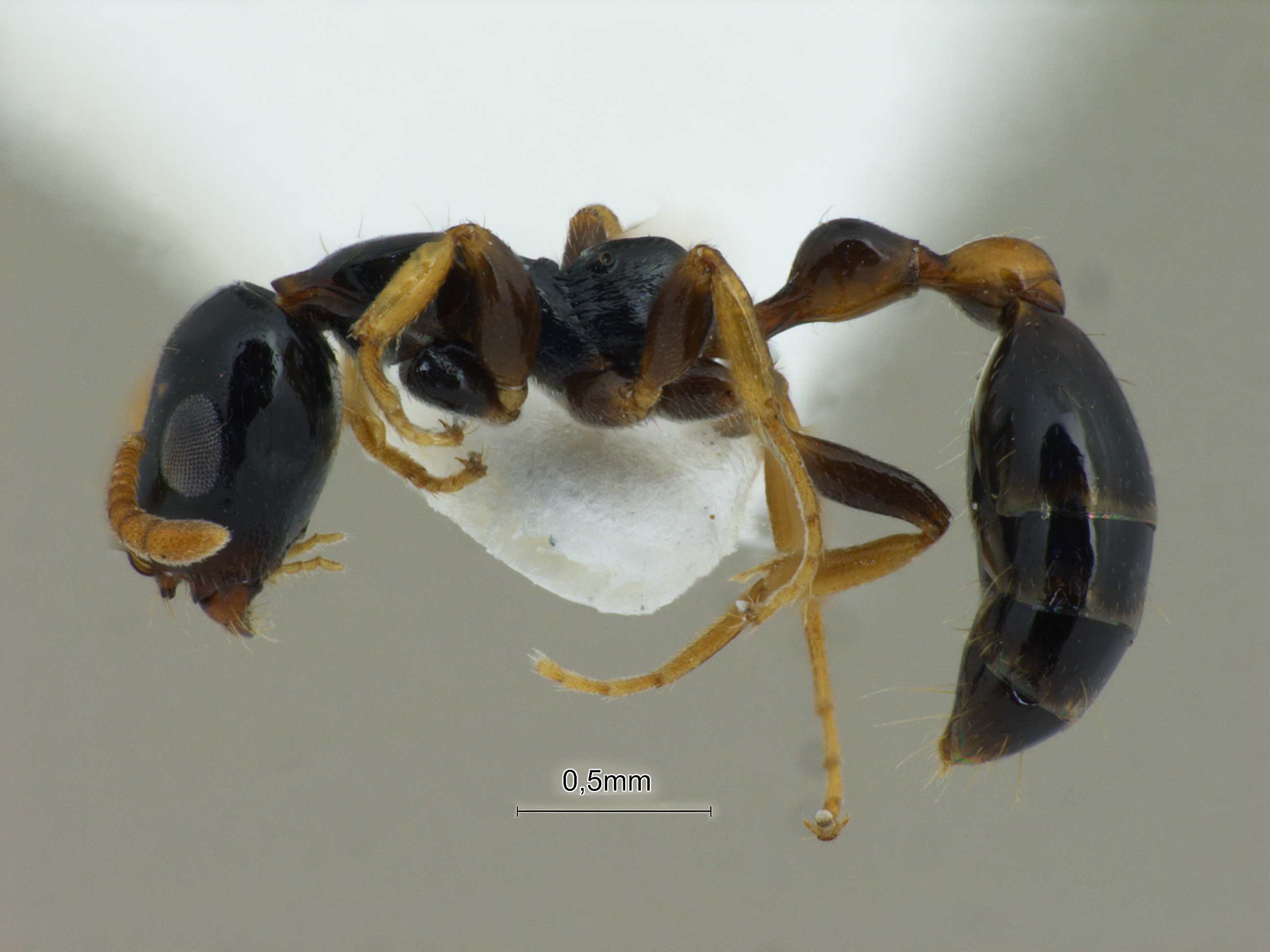 Foto Tetraponera allaborans Walker, 1859 lateral