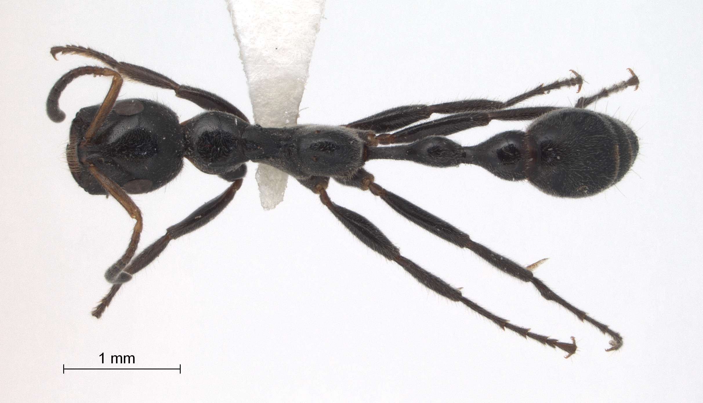 Foto Tetraponera attenuata Smith,1877 dorsal