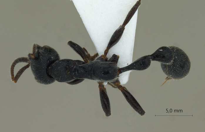 Tetraponera attenuata Smith,1877 dorsal