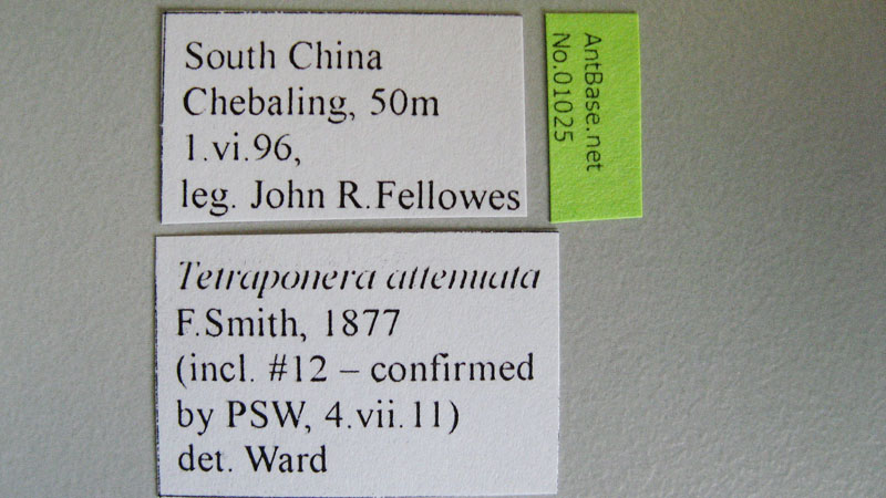 Tetraponera attenuata Smith,1877 Label