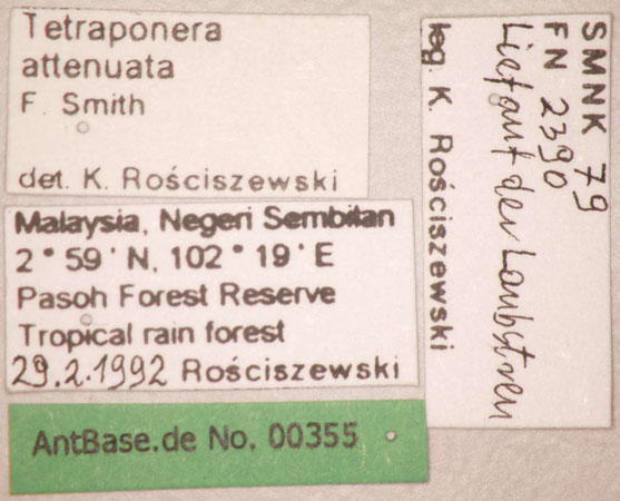 Foto Tetraponera attenuata Smith,1877 Label