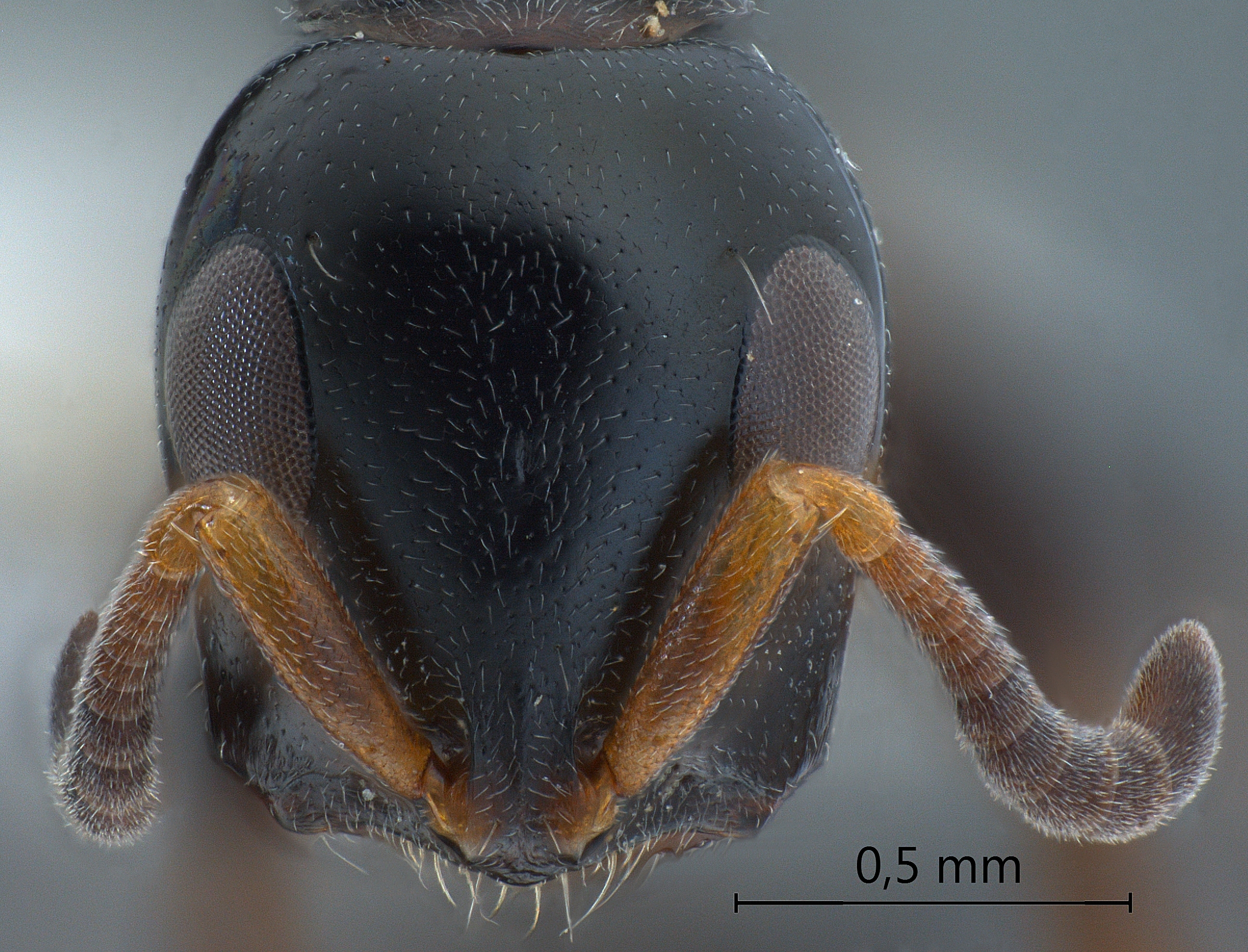 Foto Tetraponera difficilis Emery,1900 frontal