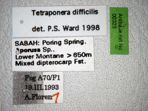 Foto Tetraponera difficilis Emery,1900 Label