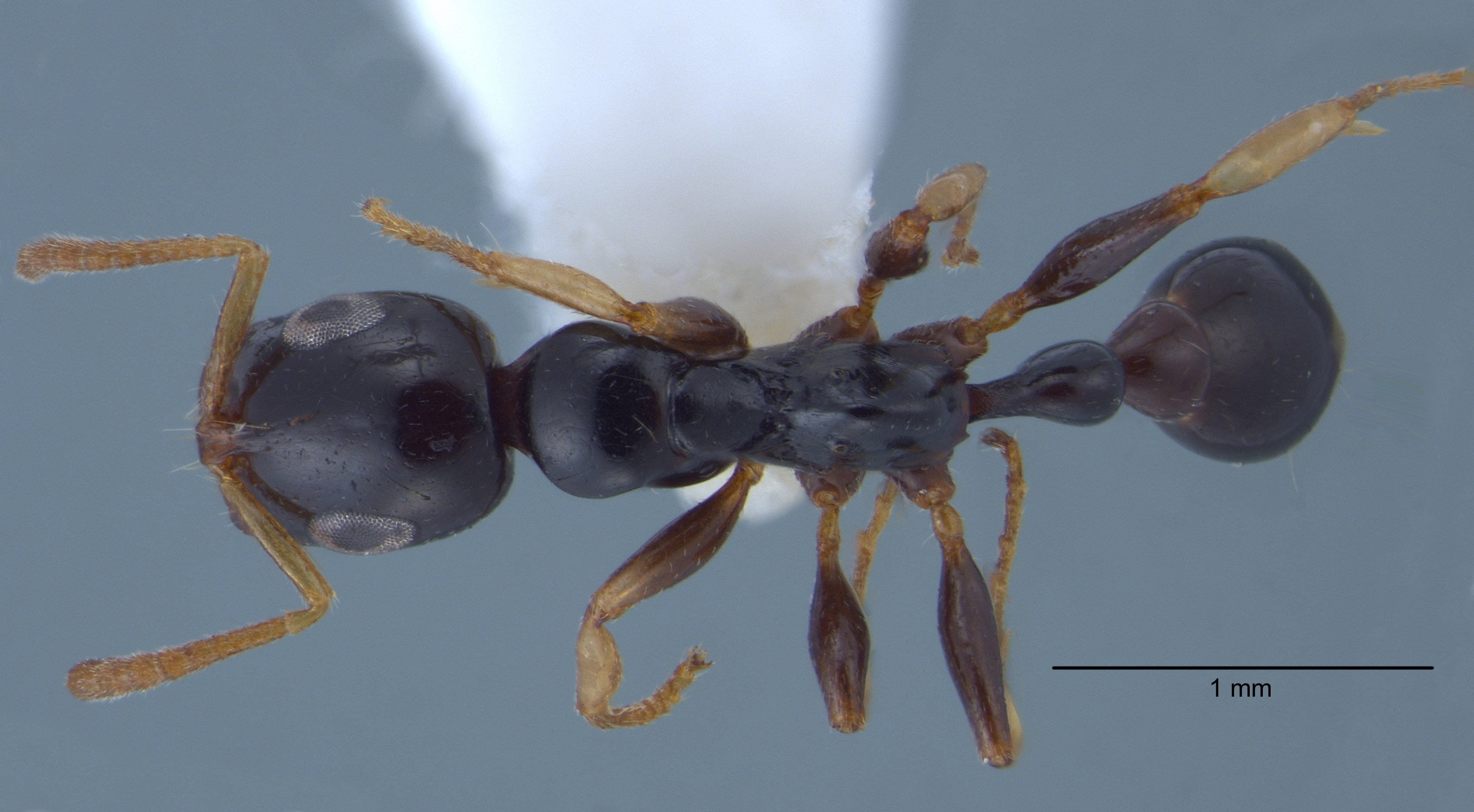 Foto Tetraponera extenuata Ward, 2001 dorsal