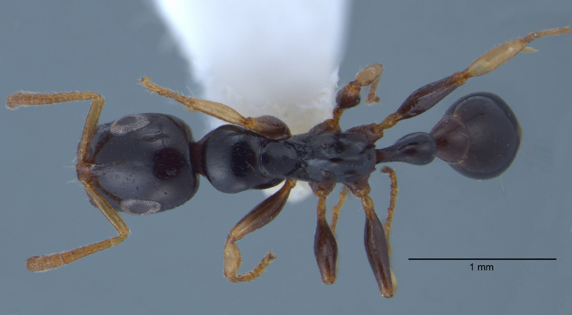 Tetraponera extenuata Ward, 2001 dorsal