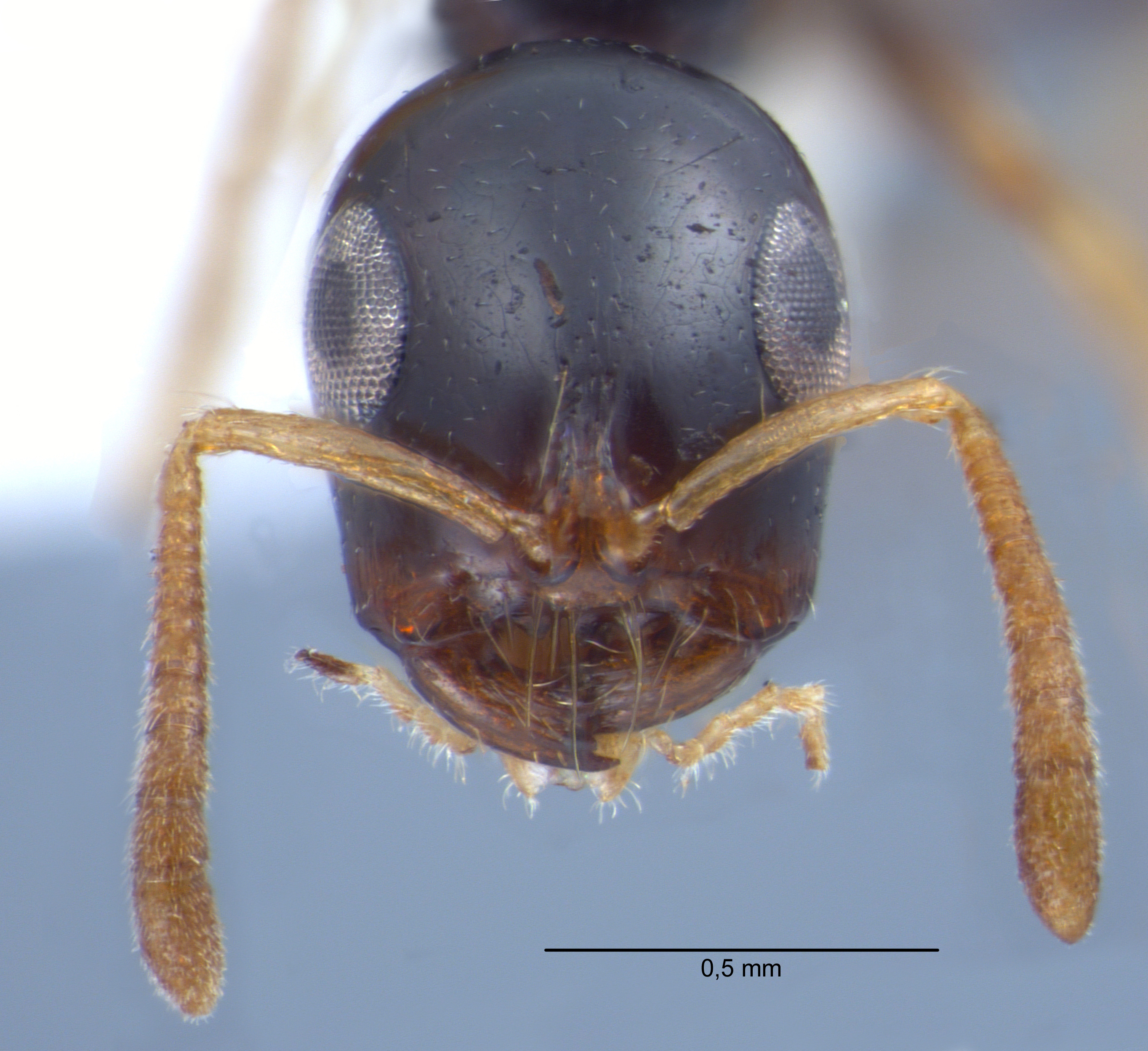 Foto Tetraponera extenuata Ward, 2001 frontal