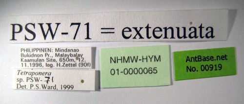 Tetraponera extenuata Ward, 2001 Label