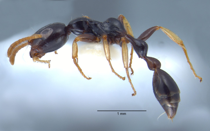 Tetraponera extenuata Ward, 2001 lateral